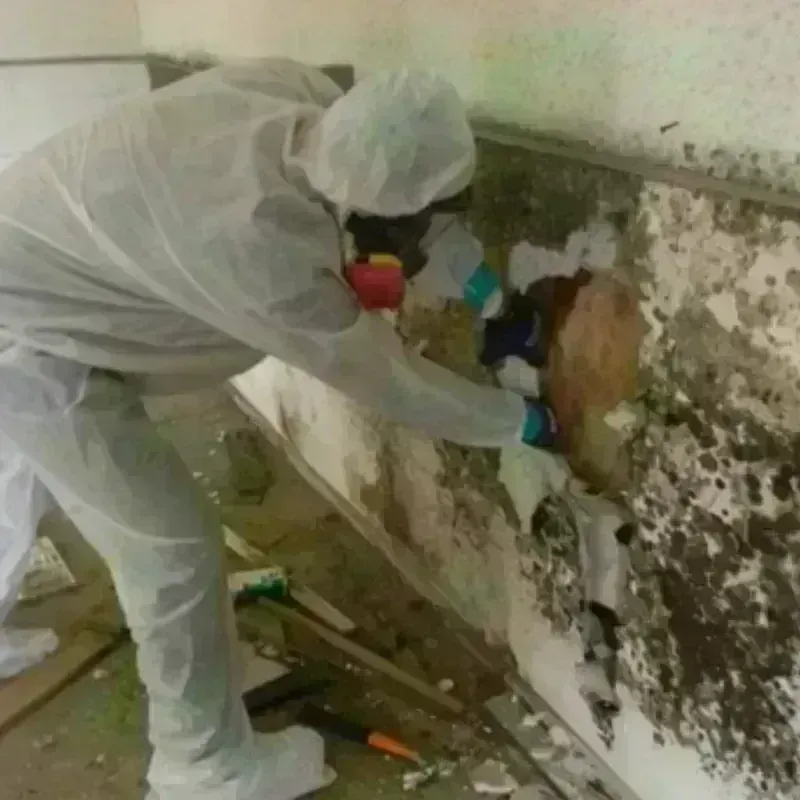 Mold Remediation and Removal in Ogallala, NE